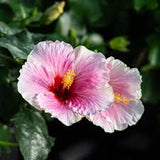 Hibiscus Hollywood Standard