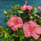Hibiscus Hollywood Standard