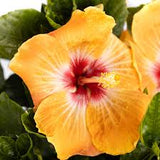 Hibiscus Hollywood Standard