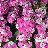 Dianthus
