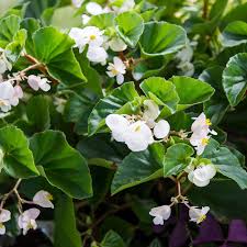Begonia Grandis (Hardy Begonia)