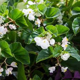 Begonia Grandis (Hardy Begonia)