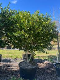 Green Ligustrum Tree