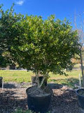 Green Ligustrum Tree
