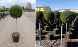 Green Ligustrum Tree