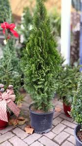 Arborvitae - Thuja