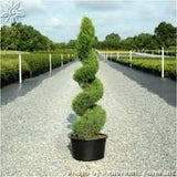 Arborvitae - Thuja