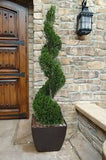 Arborvitae - Thuja