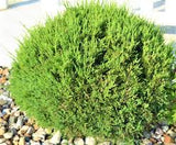 Sea Green Juniper - Topiary