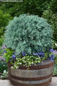 Gray Owl Juniper - Topiary