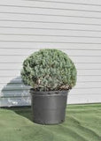 Gray Owl Juniper - Topiary