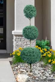Arizona Cypress - Blue Ice - Topiary