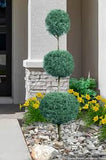 Arizona Cypress - Blue Ice - Topiary