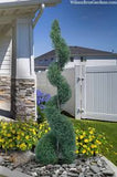 Arizona Cypress - Blue Ice - Topiary