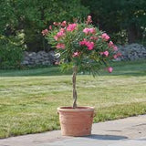 Oleander