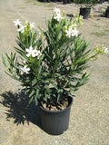 Oleander