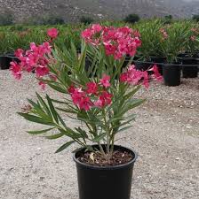 Oleander