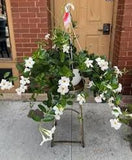 Mandevilla