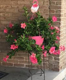 Mandevilla