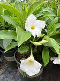 Mandevilla