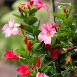 Mandevilla