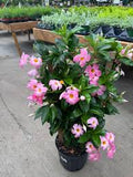Mandevilla
