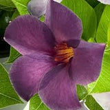Dipladenia