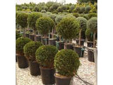 Leyland Cypress - Topiary