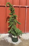 Pro Nana Juniper - Staked