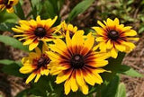 Black Eyed Susan (Rudbeckia)