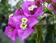 Bougainvillea