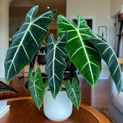 Alocasia - Fryder