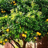 Citrus Lemon