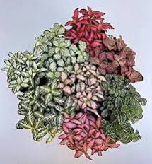 Nerve Plant