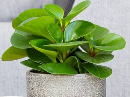 Baby Rubber Plant