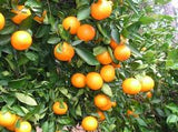Citrus Tangelo