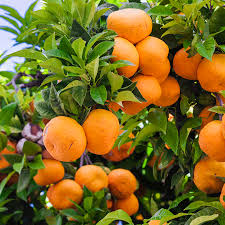 Citrus Tangerine