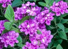 Lantana - Purple
