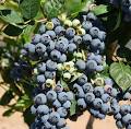 Blueberry Rabbiteye - Premier