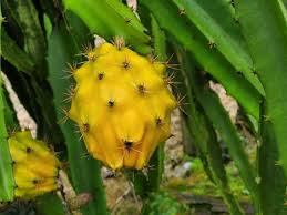 Dragon Fruit Yellow