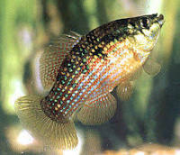 American Flagfish