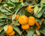 Citrus Tangerine