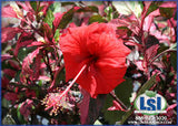 Hibiscus Standard