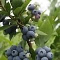 Blueberry Rabbiteye - Abundance