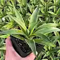 Smooth Agave - Variegated
