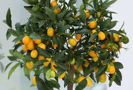 Citrus Kumquats
