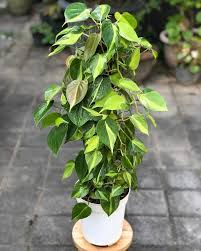 Philodendron Brasil - Variegated