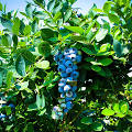 Blueberry Southern Highbush - Emerald