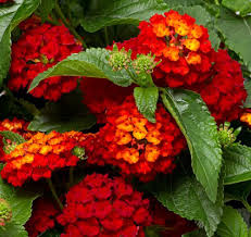 Lantana - Red