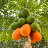 Fruit Papaya